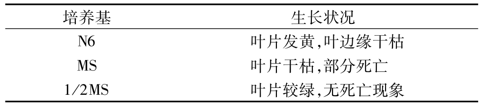 免费看片网站91架